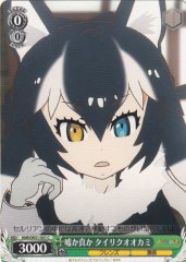 Weiss Schwarz KMN/W51-051 Gray Wolf Fact or Fiction C Kemono Friends